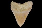 Serrated Megalodon Tooth - Indonesia #154617-1
